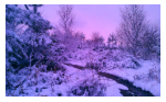 Cannock Chase in Winter